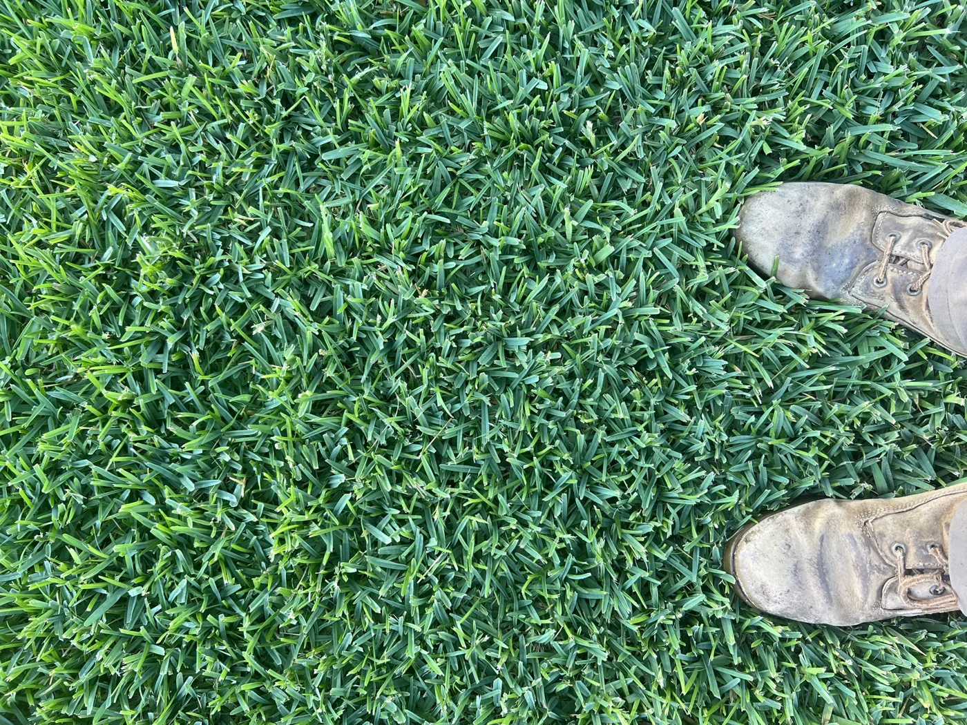A closer look at St. Augustine grass.